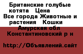 Британские голубые котята › Цена ­ 5 000 - Все города Животные и растения » Кошки   . Амурская обл.,Константиновский р-н